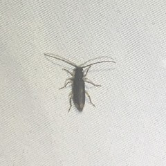 Tylonotus bimaculatus