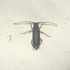 Tylonotus bimaculatus