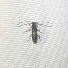 Tylonotus bimaculatus