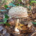 Pineapple Bolete - Photo (c) Alex Abair, some rights reserved (CC BY-NC), uploaded by Alex Abair