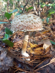 Boletellus ananas image