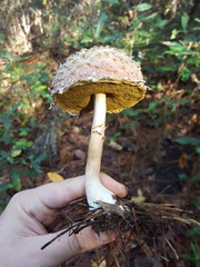 Boletellus ananas image