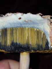 Boletellus ananas image