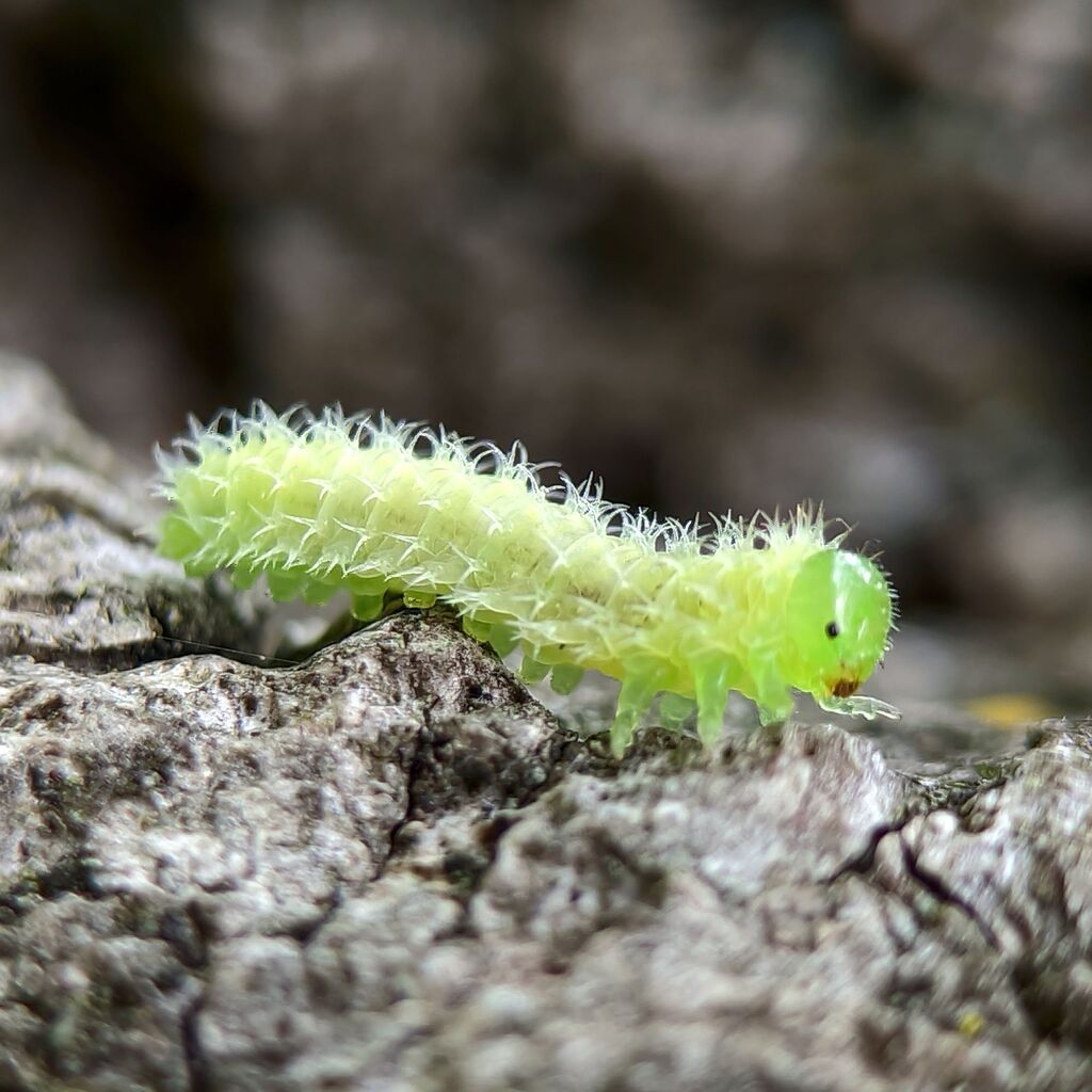Periclista albipennis