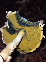 Boletellus ananas image