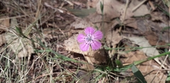 Dianthus campestris