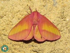 Psilopygida walkeri