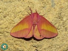 Psilopygida walkeri