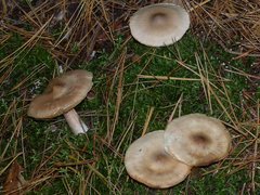 Tricholoma davisiae
