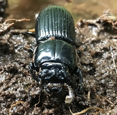 Odontotaenius