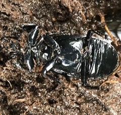 Odontotaenius