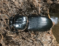 Odontotaenius