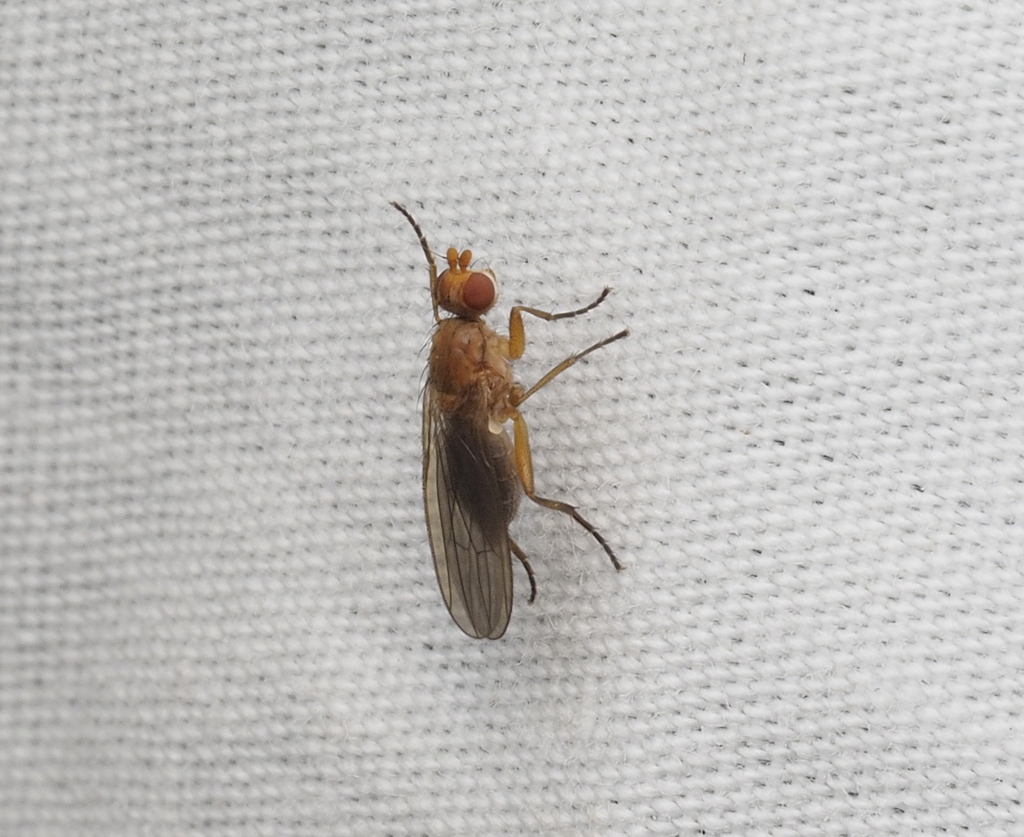 Morpholeria obscuriventris