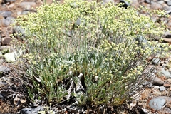 Eriogonum strictum