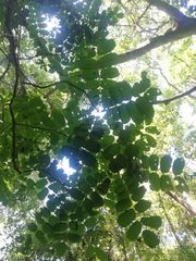 Comocladia macrophylla