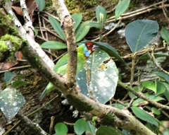 Psilopogon malabaricus