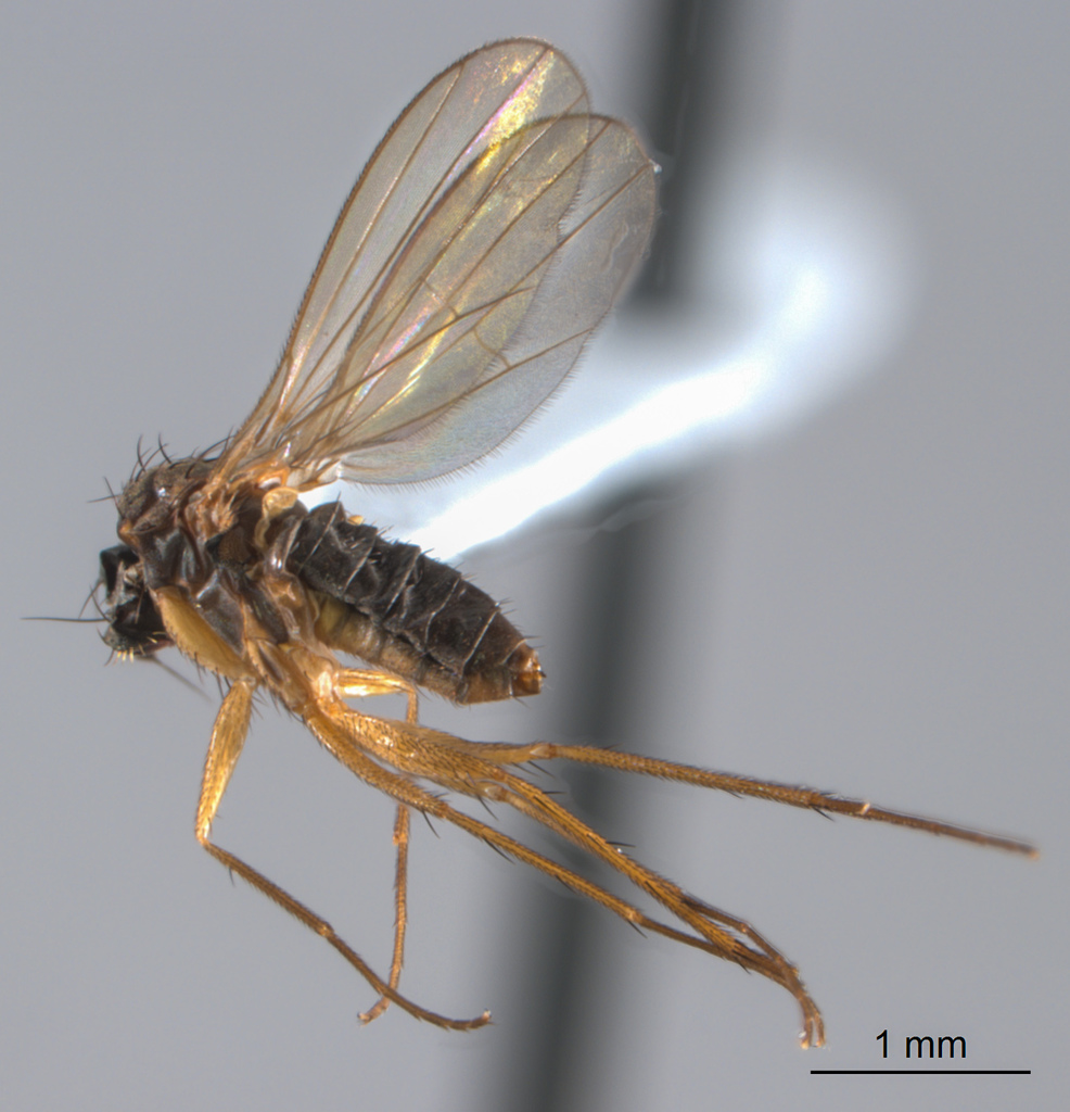 Achalcus