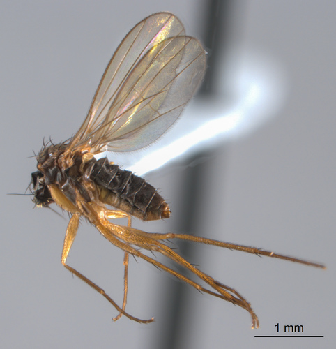 Genus Achalcus · iNaturalist