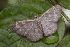 Peratophyga spilodesma