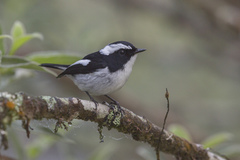 Ficedula westermanni