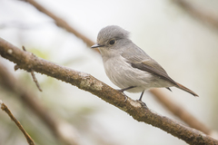 Ficedula westermanni