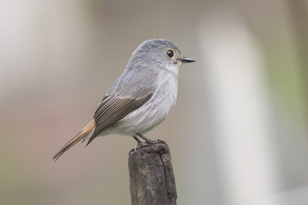 Little Pied Flycatcher