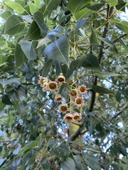 Brachychiton populneus populneus