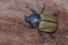 Eupatorus gracilicornis