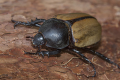 Eupatorus gracilicornis