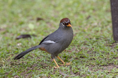 Pterorhinus mitratus major