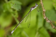 Lestes sigma