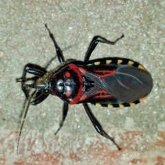 Brontostoma colossus