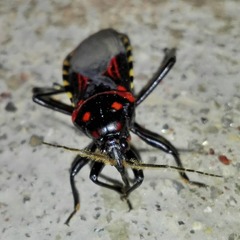 Brontostoma colossus