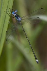 Lestes tenuatus