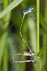 Lestes tenuatus