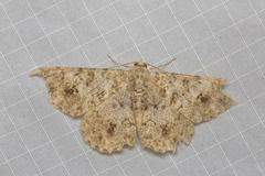 Racotis boarmiaria