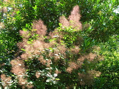 Cotinus obovatus