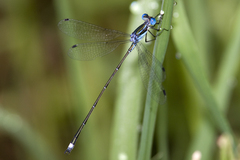 Lestes tenuatus