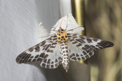 Pogonopygia nigralbata