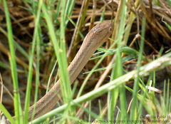 Dryophylax hypoconia