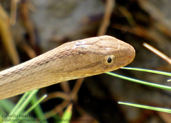 Dryophylax hypoconia