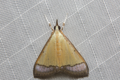 Pseudonoorda nigropunctalis