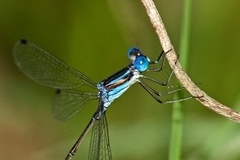 Lestes tenuatus
