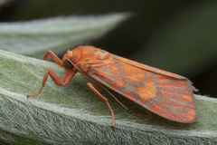 Ammatho cuneonotatus