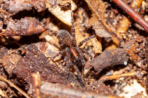 Trochosa abdita