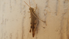 Omalotettix obliquus