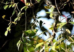 Chloropsis aurifrons