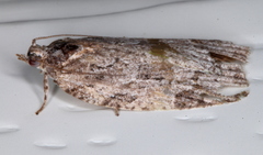 Thrincophora