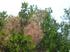 Cotinus obovatus