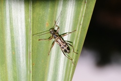 Chlorophorus annularis